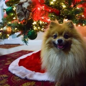 Meet your Posher, Eva